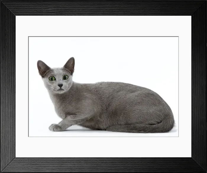 Framed Print : Cat - Russian blue in studio Framed Print : Cat - Russian blue in studio
