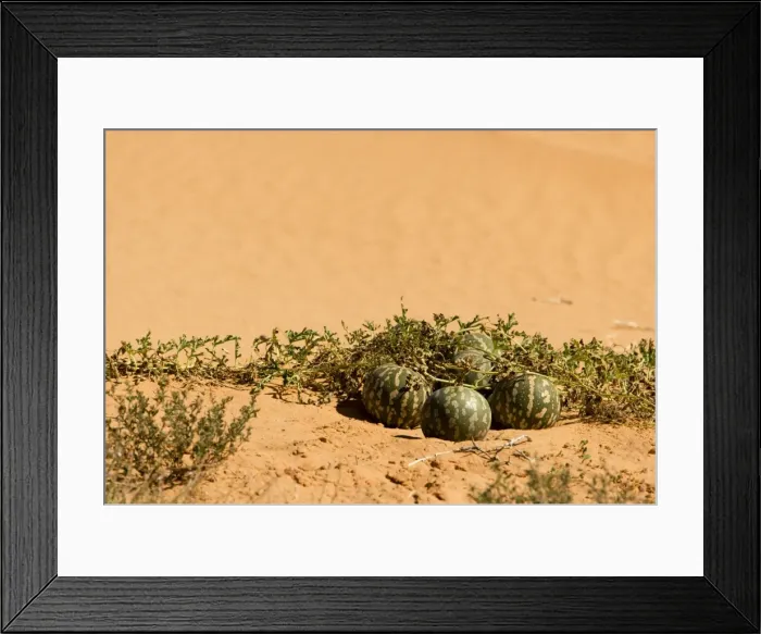 Framed Print : Tsamma Melon on Red Kalahari Sand - Kalahari Desert - Kgalagadi National Park - South Africa Framed Print : Tsamma Melon on Red Kalahari Sand - Kalahari Desert - Kgalagadi National Park - South Africa