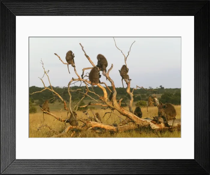 Framed Print : Olive Baboons LA 671 Troupe in fallen tree Papio anubis © J. M. Labat / ardea. com Framed Print : Olive Baboons LA 671 Troupe in fallen tree Papio anubis © J. M. Labat / ardea. com