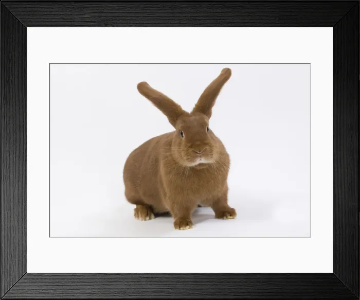 Framed Print : Domestic Rabbit - Fauve de Bourgogne in studio