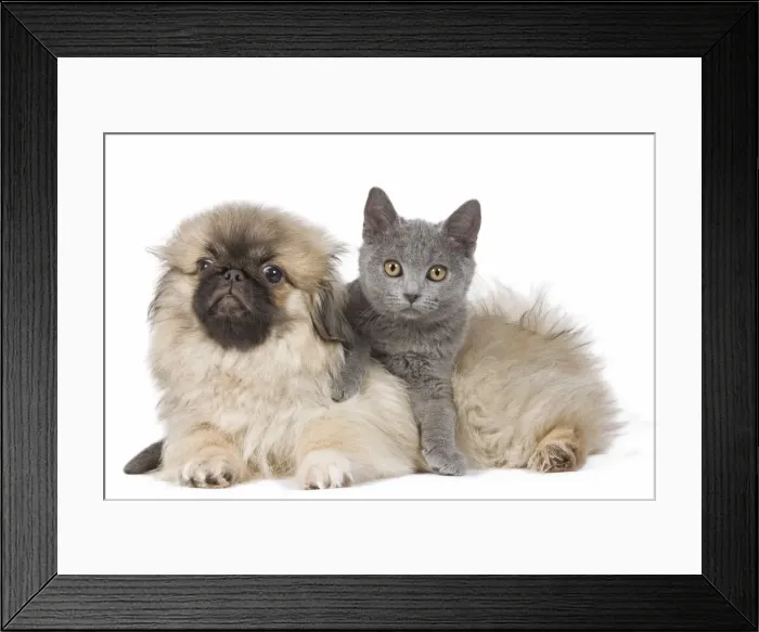 Framed Print : Dog & Cat - Pekingese puppy in studio with Chartreux kitten Framed Print : Dog & Cat - Pekingese puppy in studio with Chartreux kitten