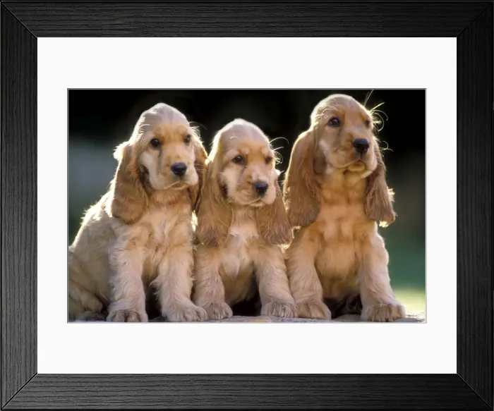Framed Print : Cocker Spaniel Dogs Framed Print : Cocker Spaniel Dogs