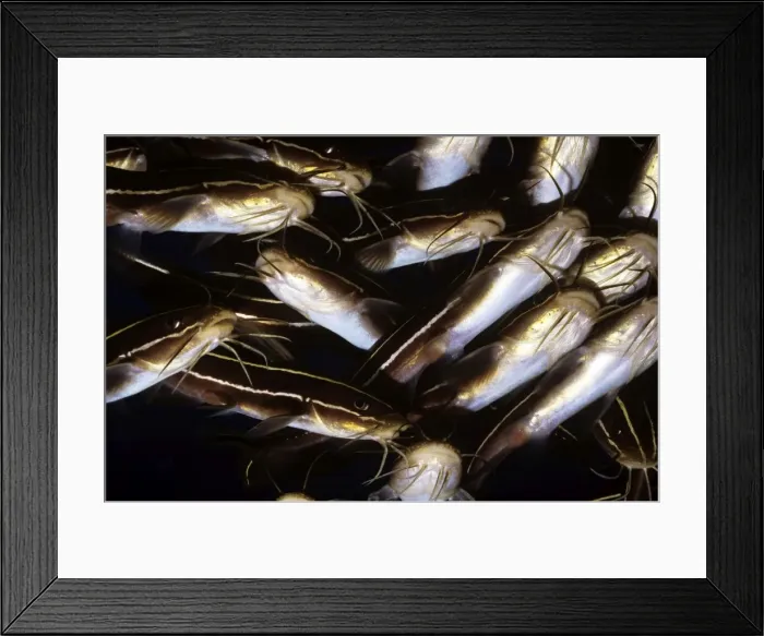 Framed Print : Striped Catfish - ventral view Framed Print : Striped Catfish - ventral view