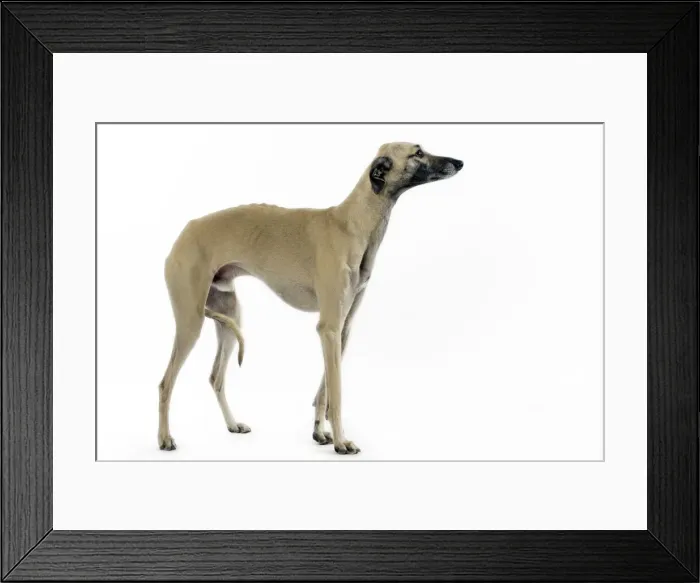 Framed Print : Saluki Dog - also known as the Royal Dog of Egypt and Persian Greyhound Framed Print : Saluki Dog - also known as the Royal Dog of Egypt and Persian Greyhound