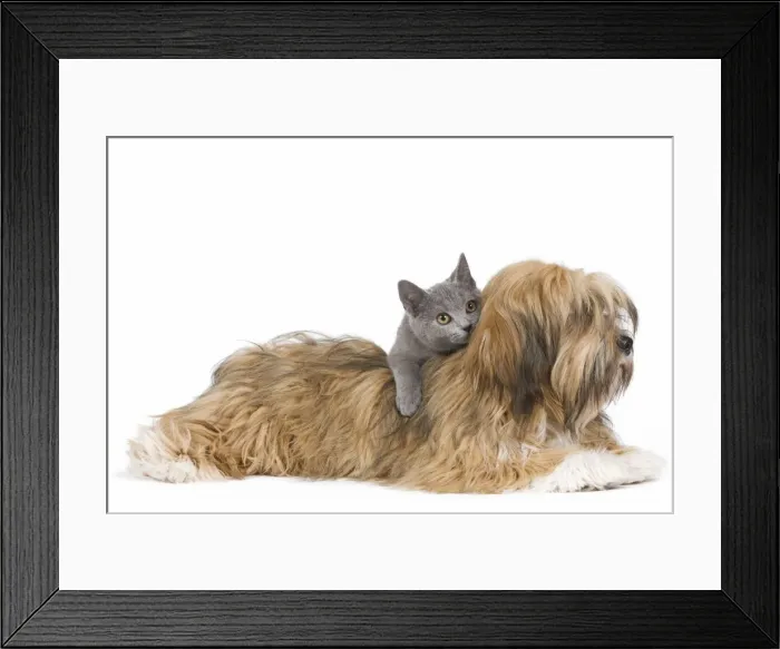Framed Print : Dog & Cat - Lhassa Apso puppy with Chartreux Kitten in studio Framed Print : Dog & Cat - Lhassa Apso puppy with Chartreux Kitten in studio