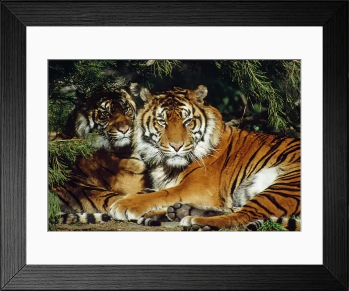 Framed Print : Sumatran Tiger - two lying down together in shade of trees - Tropical Forest - Island of Sumatra Framed Print : Sumatran Tiger - two lying down together in shade of trees - Tropical Forest - Island of Sumatra