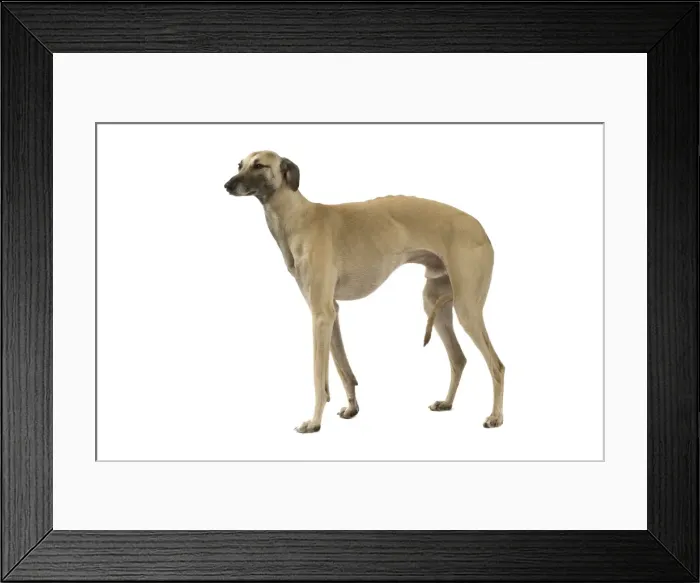 Framed Print : Dog - Sloughi in studio Framed Print : Dog - Sloughi in studio