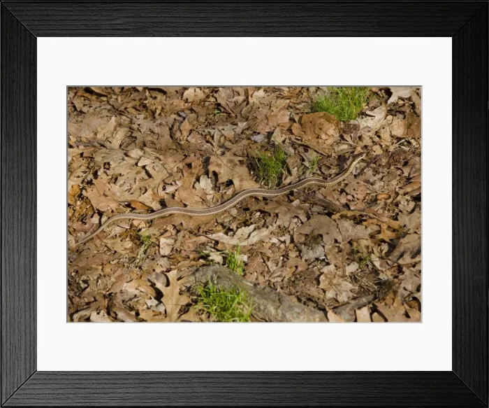Framed Print : Eastern Garter Snake - April - Connecticut - USA Framed Print : Eastern Garter Snake - April - Connecticut - USA