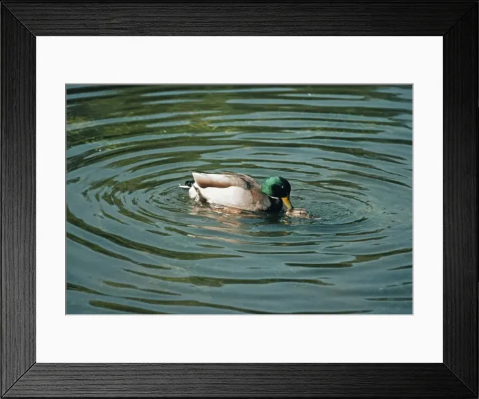 Framed Print : Mallard Duck KF 7330 Male & Female mating Anas p. platyrhynchos © Kenneth W. Fink / ardea. com Framed Print : Mallard Duck KF 7330 Male & Female mating Anas p. platyrhynchos © Kenneth W. Fink / ardea. com