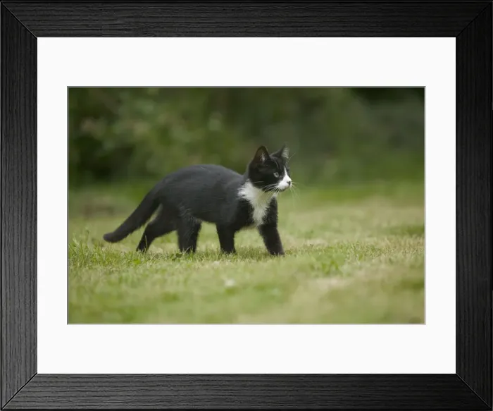 Framed Print : Cat - Black & White kitten in garden Framed Print : Cat - Black & White kitten in garden