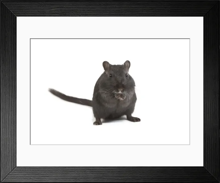 Framed Print : Gerbil - in studio Framed Print : Gerbil - in studio