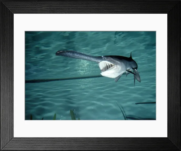Framed Print : Paddlefish - with mouth open - Mississippi River Basin - USA Framed Print : Paddlefish - with mouth open - Mississippi River Basin - USA