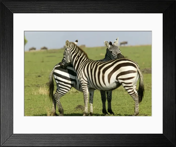 Framed Print : Burchell's / Common / Plains Zebra LA 639 Equus burchelli © J. M. Labat / ardea. com Framed Print : Burchell's / Common / Plains Zebra LA 639 Equus burchelli © J. M. Labat / ardea. com