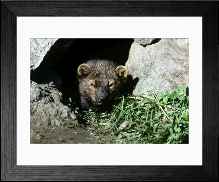 Framed Print : Fisher. KF-8449. North American FISHER. Martes pennanti. Kenneth W Fink. Framed Print : Fisher. KF-8449. North American FISHER. Martes pennanti. Kenneth W Fink.