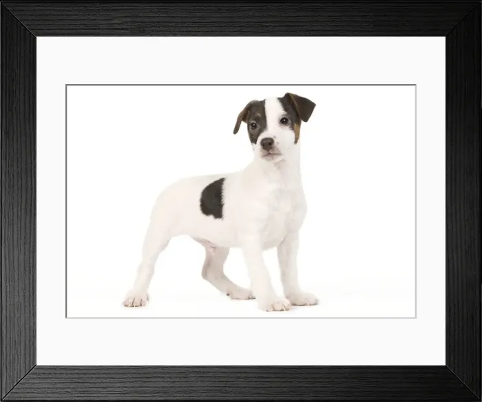 Framed Print : Dog - Jack Russell puppy in studio Framed Print : Dog - Jack Russell puppy in studio
