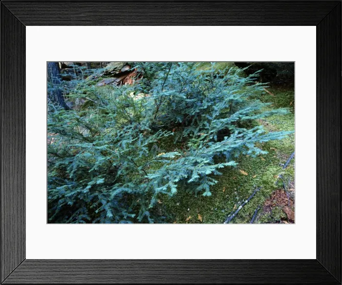 Framed Print : Pacific Yew Framed Print : Pacific Yew