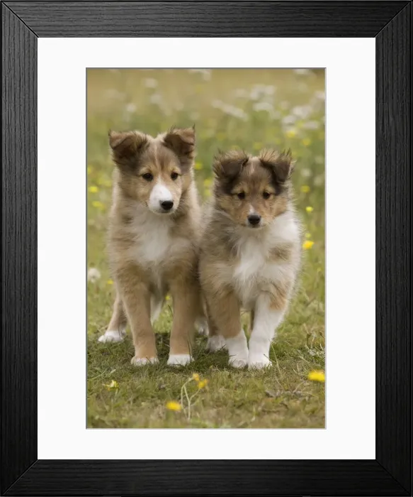 Framed Print : Dog - Shetland sheepdog - 8 week old puppies Framed Print : Dog - Shetland sheepdog - 8 week old puppies