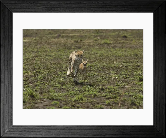 Framed Print : Cheetah LA 636 Chasing Thomson's Gazelle - Transmara, Maasai Mara, Kenya Acinonyx jubatus © J. M. Labat / ardea. com Framed Print : Cheetah LA 636 Chasing Thomson's Gazelle - Transmara, Maasai Mara, Kenya Acinonyx jubatus © J. M. Labat / ardea. com