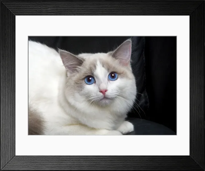 Framed Print : Ragdoll Cat Framed Print : Ragdoll Cat