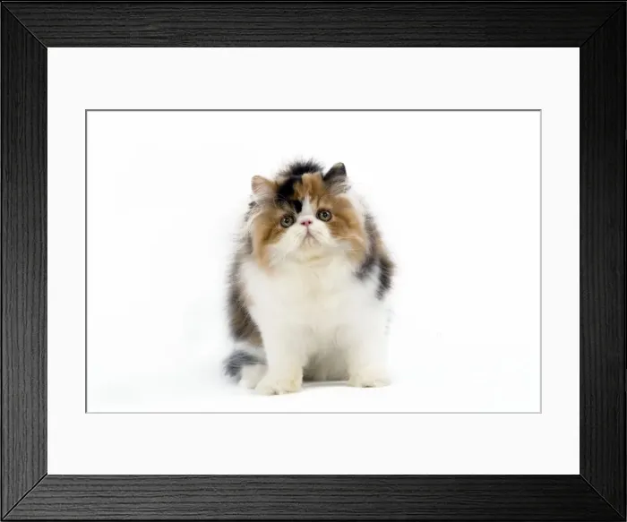 Framed Print : Tortoiseshell and White Persian Cat - kitten Framed Print : Tortoiseshell and White Persian Cat - kitten