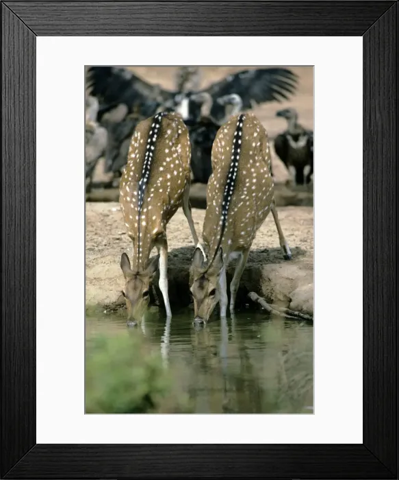 Framed Print : Chital / Spotted Deer - Rajasthan India Framed Print : Chital / Spotted Deer - Rajasthan India