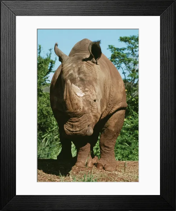 Framed Print : Southern White Rhinoceros KEL 1140 Grasslands of South Africa. Ceratotherium simum simum © Ken Lucas / ardea. com Framed Print : Southern White Rhinoceros KEL 1140 Grasslands of South Africa. Ceratotherium simum simum © Ken Lucas / ardea. com