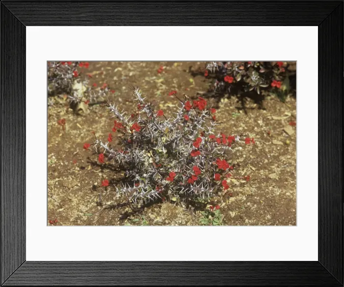 Framed Print : Crown of Thorns - Madagascar Framed Print : Crown of Thorns - Madagascar