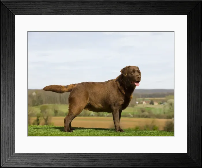 Framed Print : Dog - Chocolate Labrador outside Framed Print : Dog - Chocolate Labrador outside