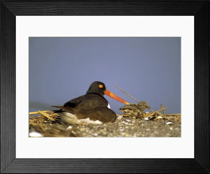 Framed Print : American Oystercatcher - milford CT - USA Framed Print : American Oystercatcher - milford CT - USA