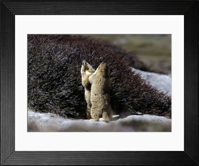 Framed Print : Himalayan Marmot - sparring - Ladakh India Framed Print : Himalayan Marmot - sparring - Ladakh India