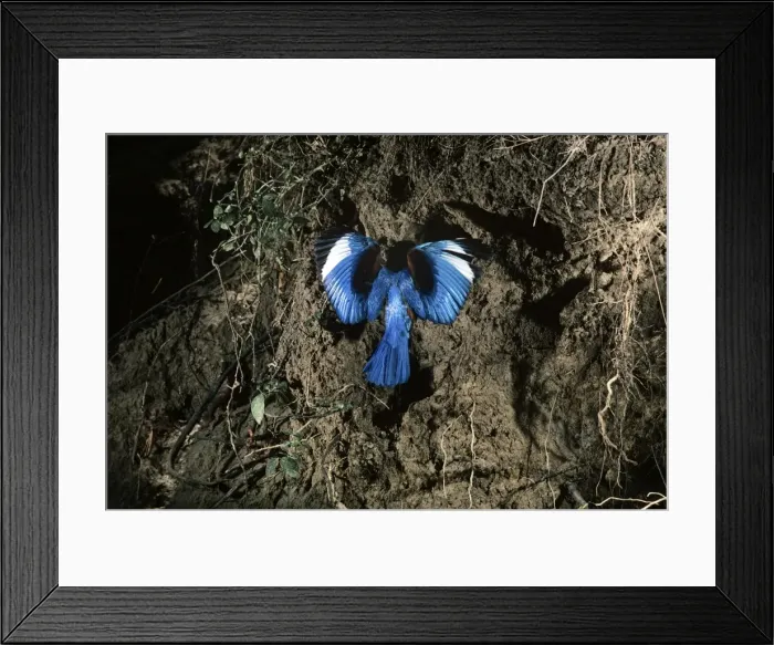 Framed Print : White-breasted kingfisher - flying to nest hole in river bank Framed Print : White-breasted kingfisher - flying to nest hole in river bank