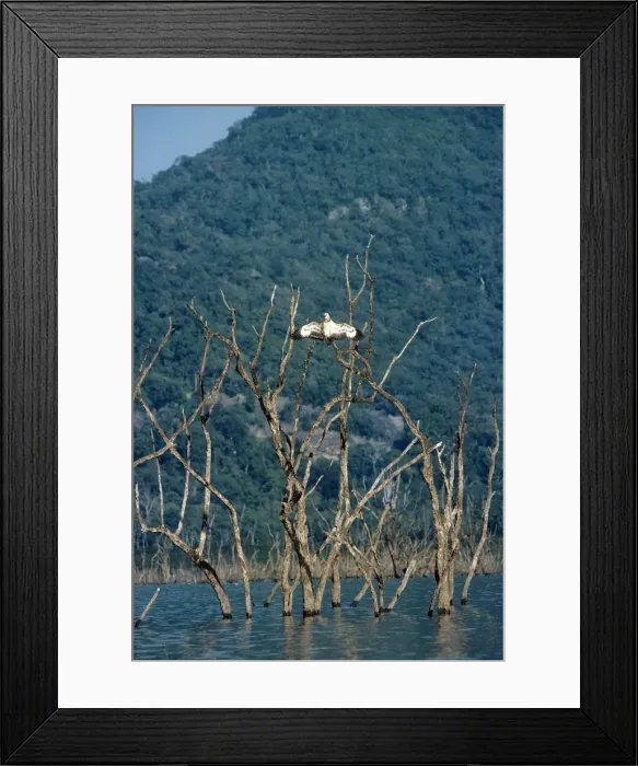 Framed Print : White-bellied Sea-eagle Framed Print : White-bellied Sea-eagle