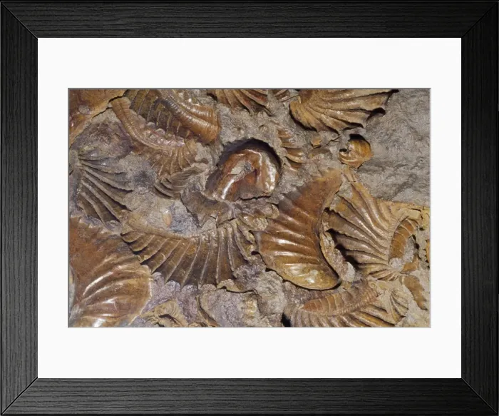 Framed Print : Fossil Clams - hard parts of shell unaltered Crtaceous Period 95 m. y. a Framed Print : Fossil Clams - hard parts of shell unaltered Crtaceous Period 95 m. y. a