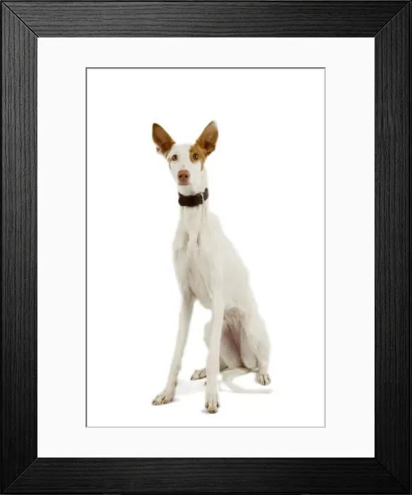 Framed Print : Dog - Ibizan Hound / Podenco Ibicenco - in studio Framed Print : Dog - Ibizan Hound / Podenco Ibicenco - in studio