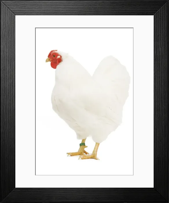 Framed Print : Chicken - Wyandotte - White in studio Framed Print : Chicken - Wyandotte - White in studio