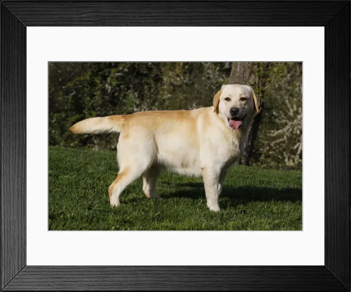 Framed Print : Dog - Labrador in garden running Framed Print : Dog - Labrador in garden running