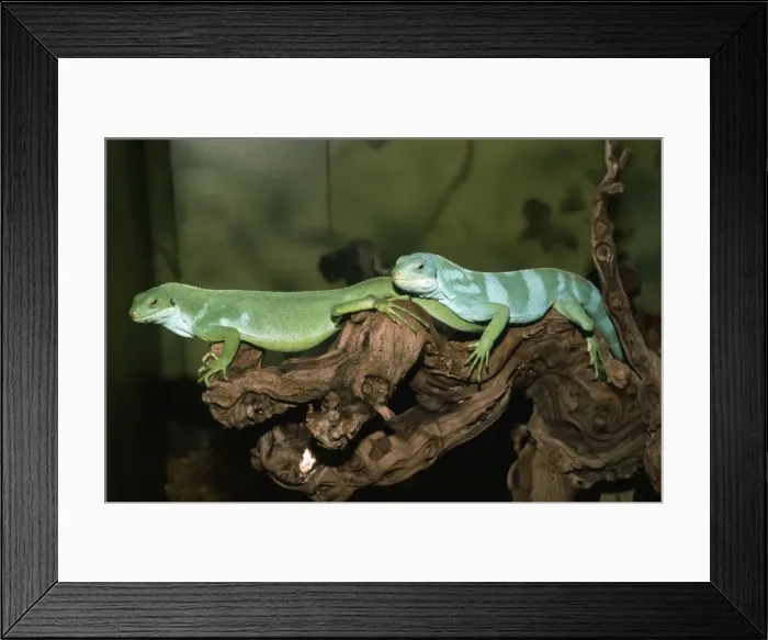 Framed Print : Banded Iguanas - male and female - showing sexual diamorphism - Fiji & Tonga Framed Print : Banded Iguanas - male and female - showing sexual diamorphism - Fiji & Tonga