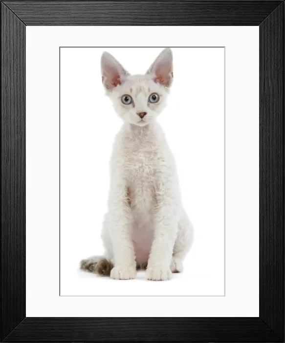 Framed Print : Cat - Devon Rex - Silver seal tabby - in studio