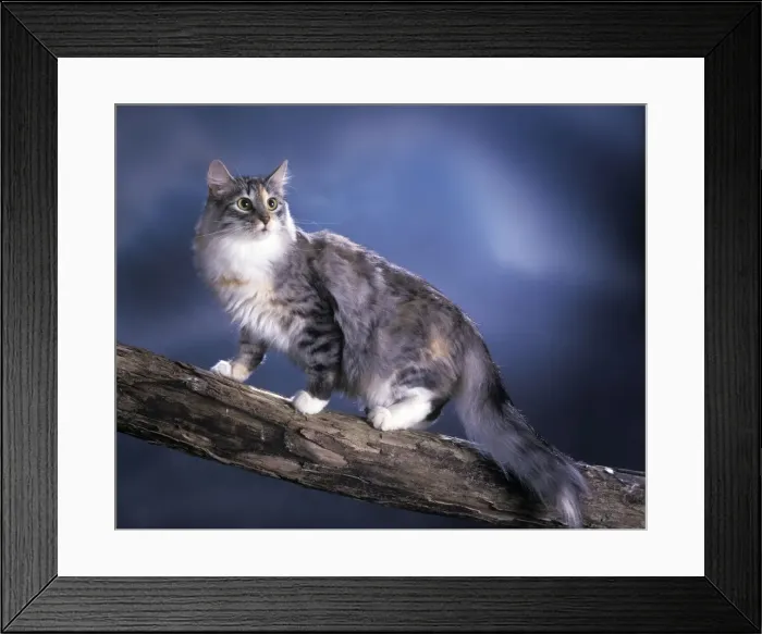 Framed Print : Norwegian Forest Cat Framed Print : Norwegian Forest Cat