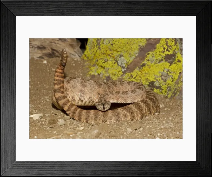 Framed Print : Tiger Rattlesnake - controlled conditions - found in the southwestern United States and northwestern Mexico - Southeast Arizona - USA Framed Print : Tiger Rattlesnake - controlled conditions - found in the southwestern United States and northwestern Mexico - Southeast Arizona - USA