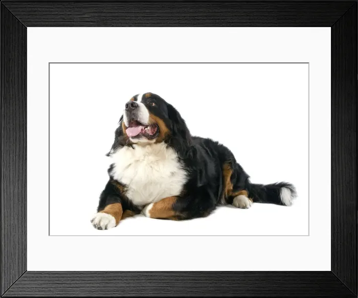 Framed Print : Bernese Mountain Dog