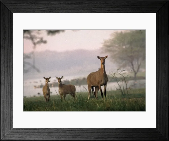 Framed Print : Nilgai - young - Sultanpur Bird Sanctuary - Haryana - India Framed Print : Nilgai - young - Sultanpur Bird Sanctuary - Haryana - India