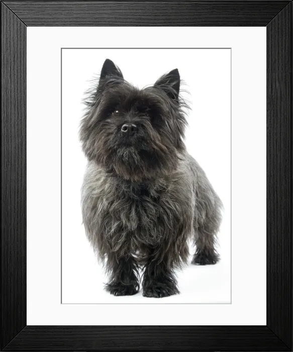 Framed Print : Cairn Terrier Dog Framed Print : Cairn Terrier Dog