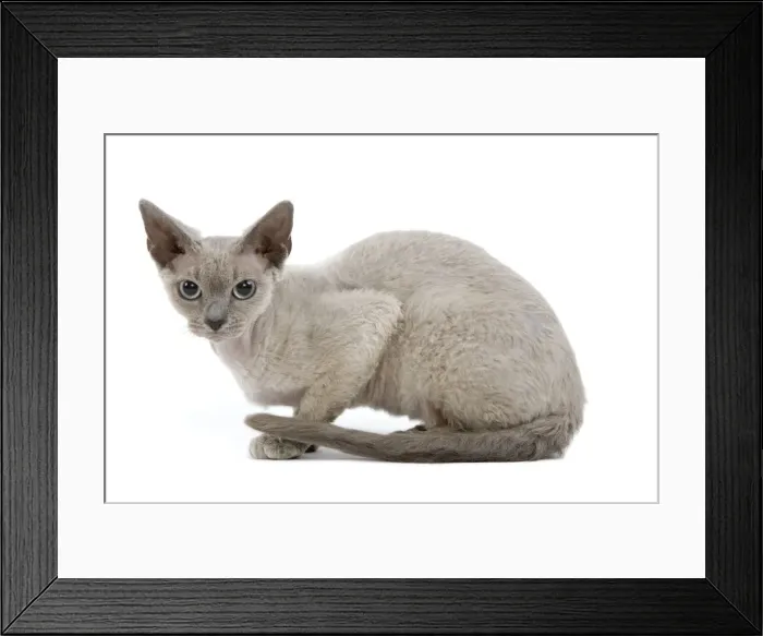 Framed Print : Cat - Devon Rex - blue - in studio Framed Print : Cat - Devon Rex - blue - in studio