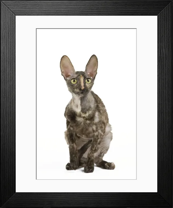 Framed Print : Cat - Rex Cornish in studio