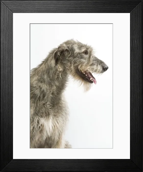 Framed Print : Dog - Irish Wolfhound - with mouth open Framed Print : Dog - Irish Wolfhound - with mouth open