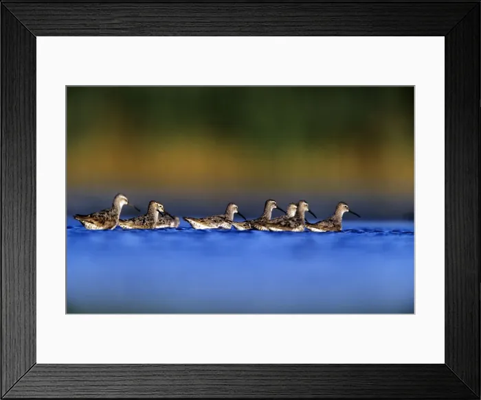 Framed Print : Stilt Sandpiper Framed Print : Stilt Sandpiper