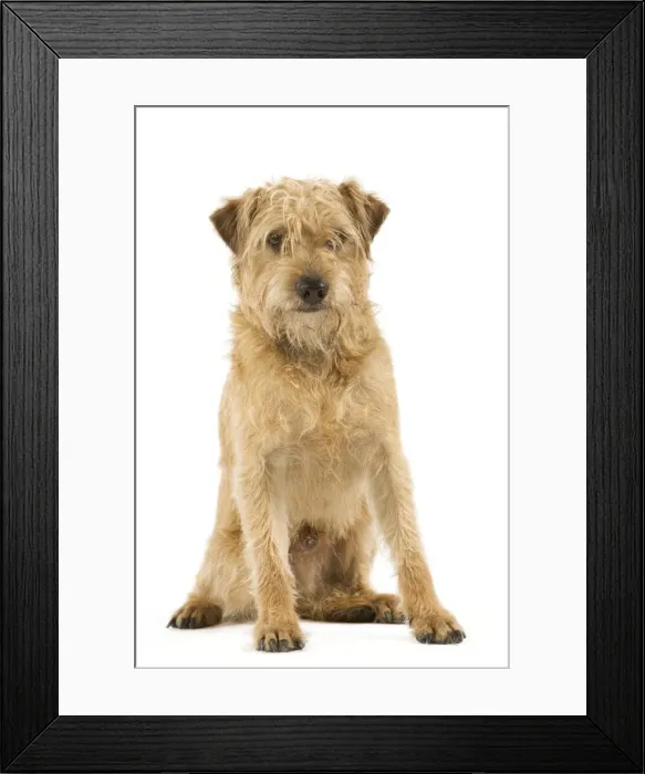 Framed Print : Dutch Smoushond Dog Framed Print : Dutch Smoushond Dog