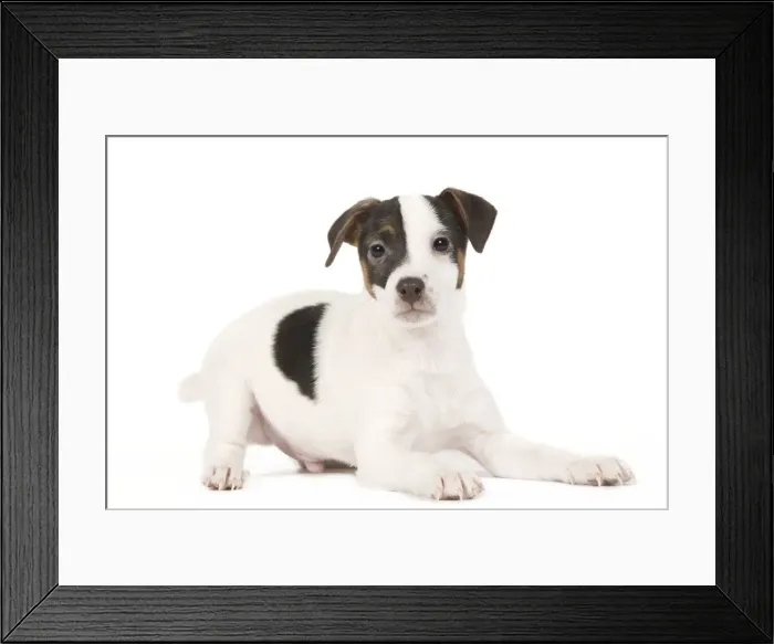 Framed Print : Dog - Jack Russell puppy in studio