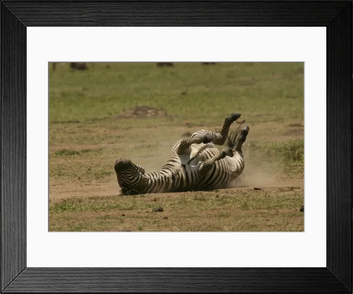 Framed Print : Burchell's / Common / Plains Zebra LA 656 Rolling in dust Equus burchelli © J. M. Labat / ardea. com Framed Print : Burchell's / Common / Plains Zebra LA 656 Rolling in dust Equus burchelli © J. M. Labat / ardea. com